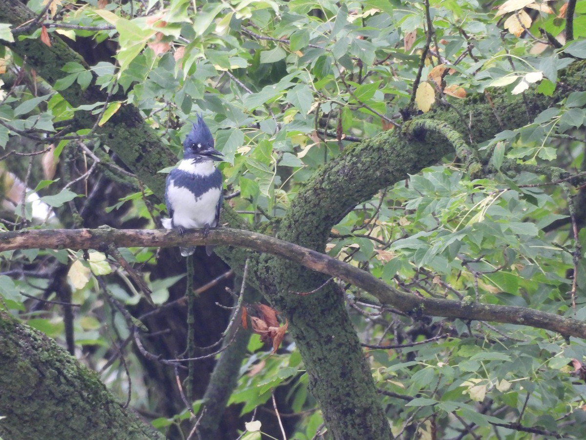 Belted Kingfisher - ML642501769