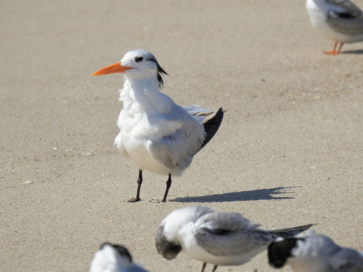 Royal Tern - ML642501771