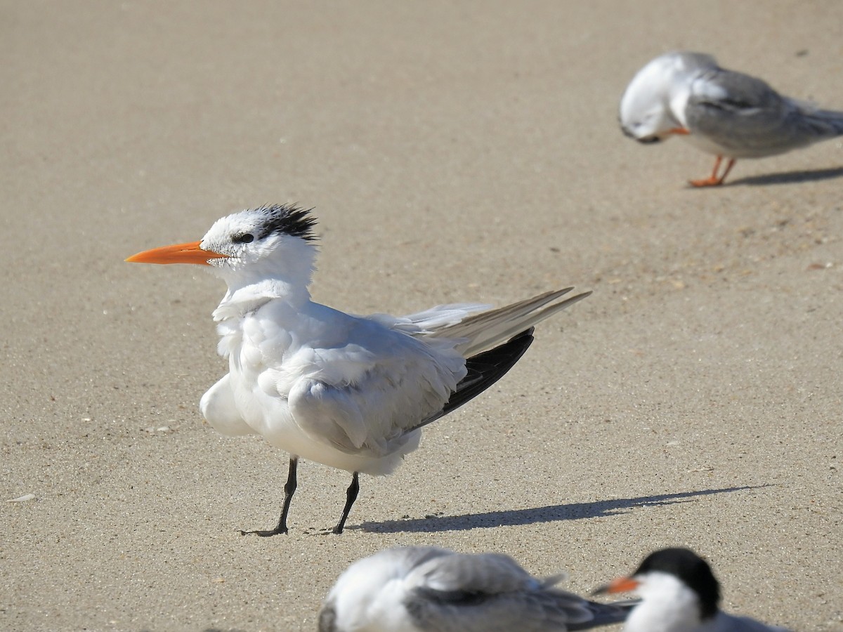 Royal Tern - ML642501772
