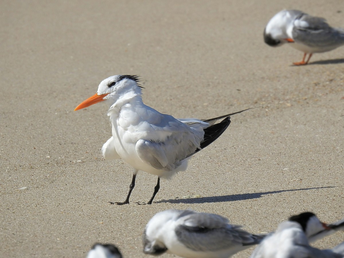Royal Tern - ML642501773