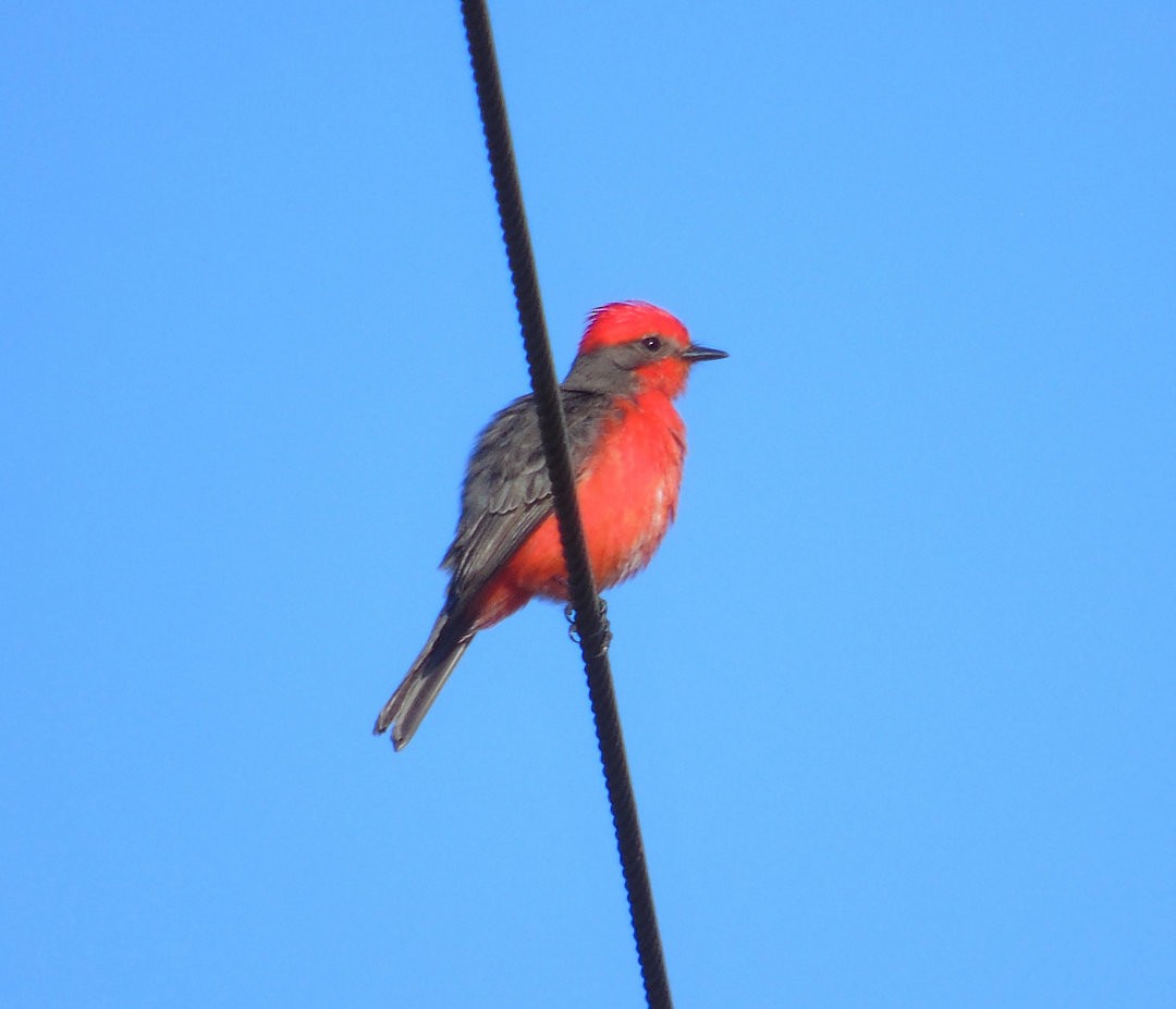 Vermilion Flycatcher - ML642501779