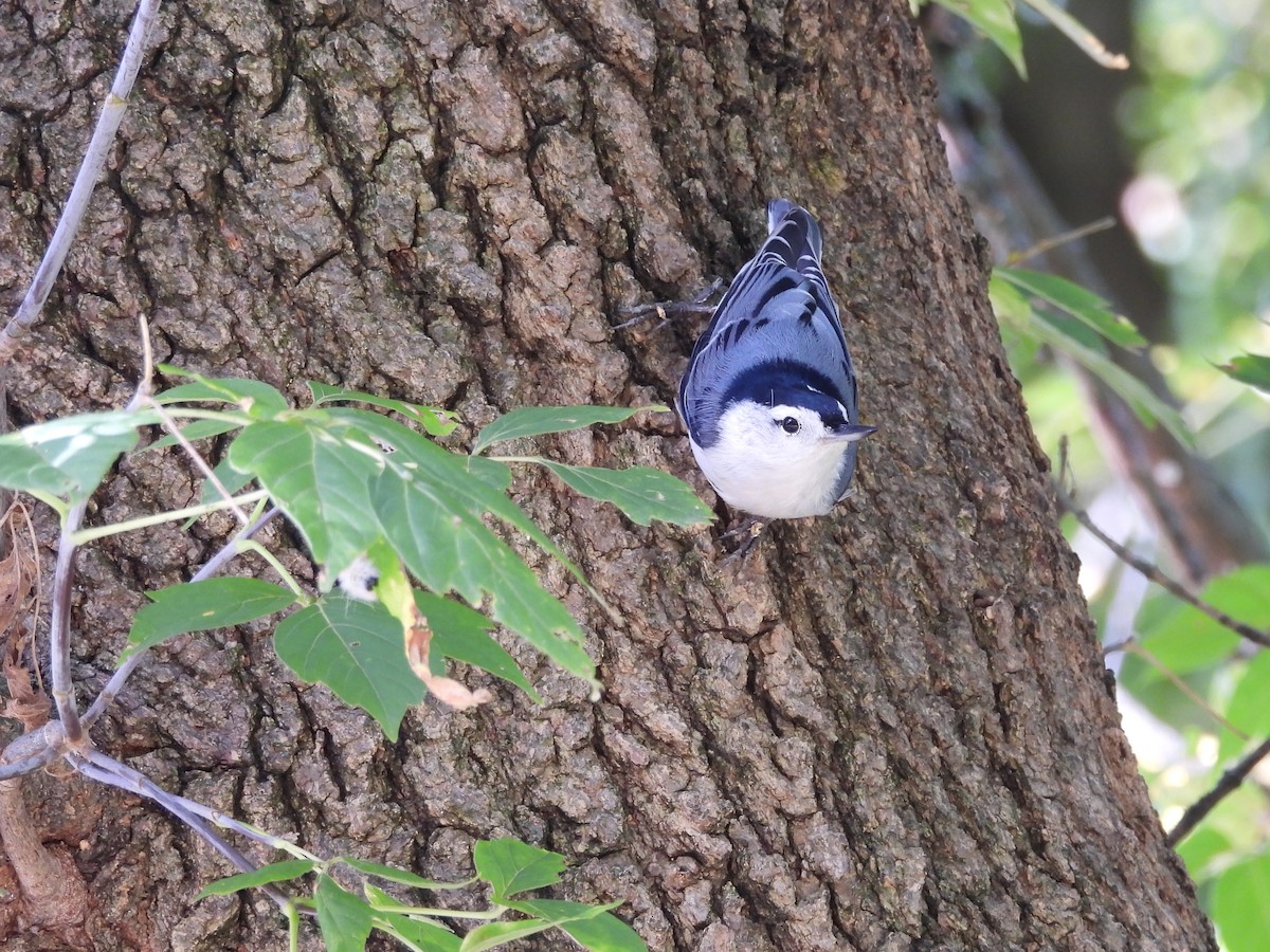 White-breasted Nuthatch - ML642501784