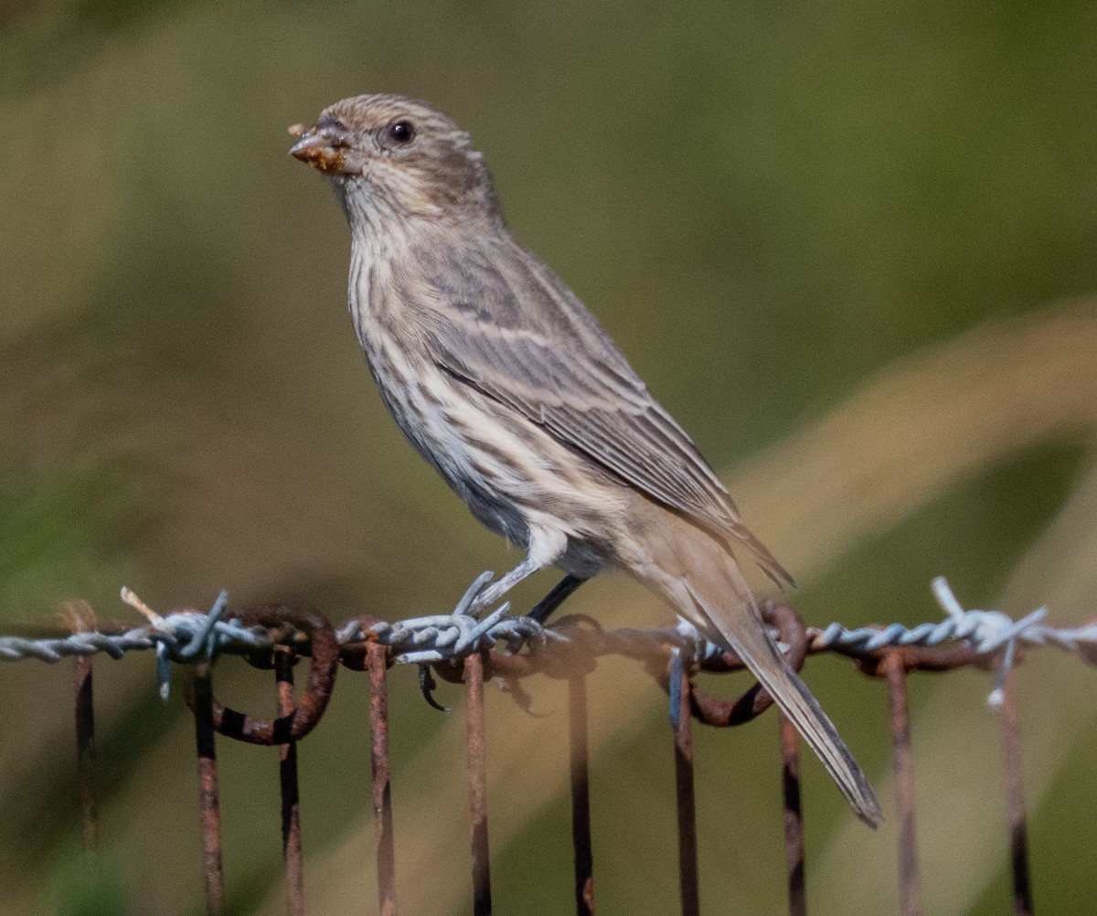 House Finch - ML642501788