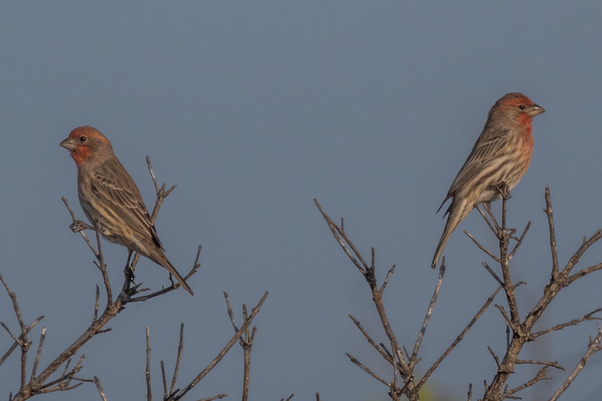 House Finch - ML642501789