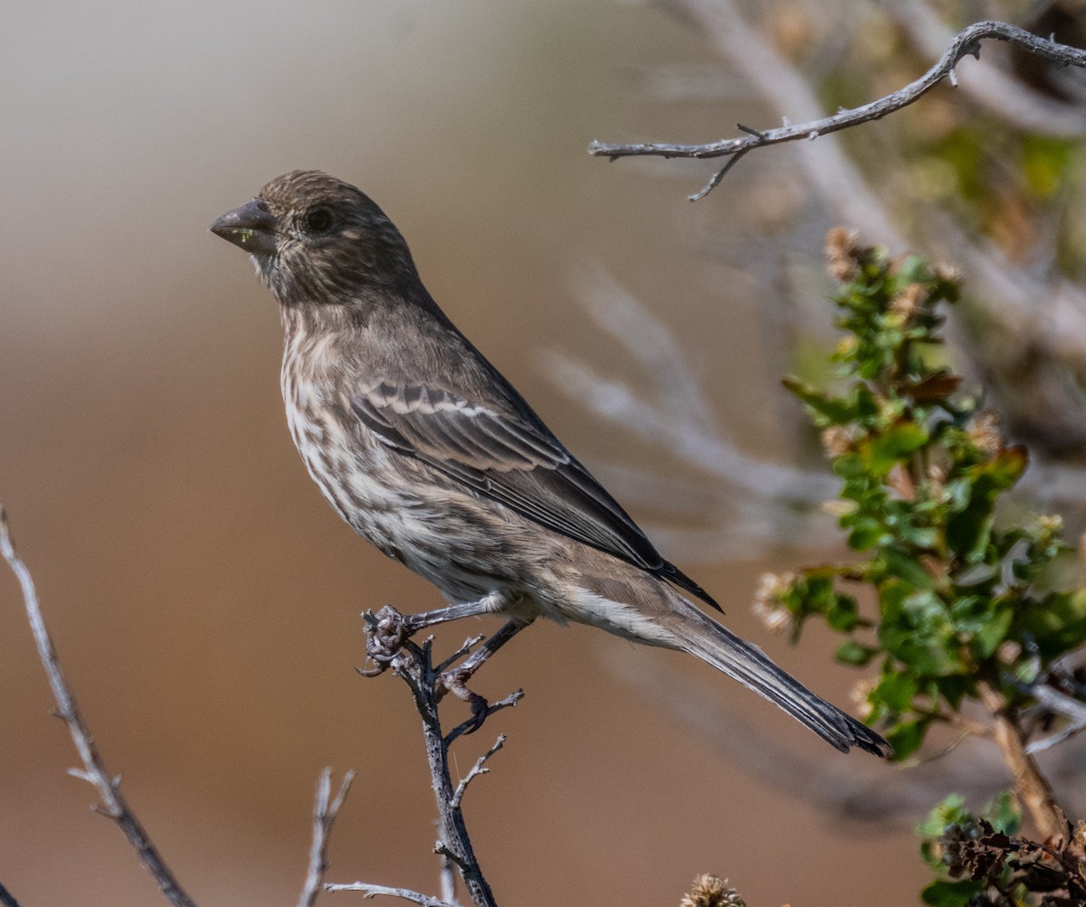 House Finch - ML642501790