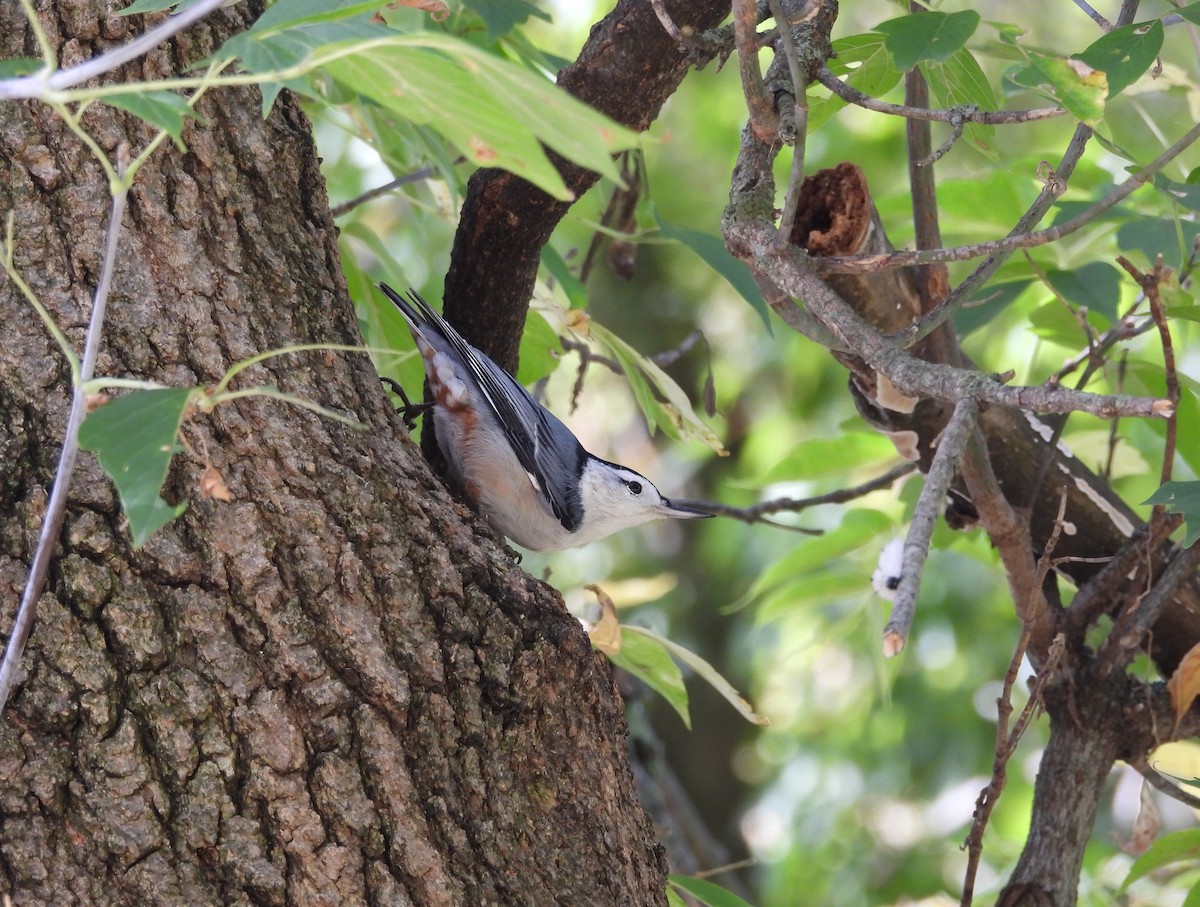 White-breasted Nuthatch - ML642501792