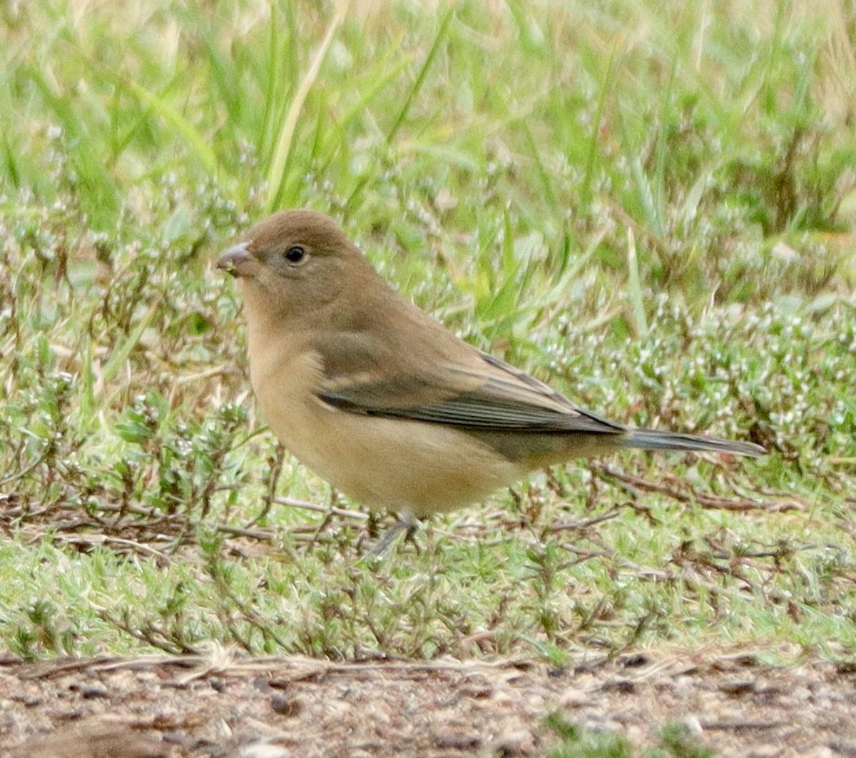 Lazuli Bunting - ML642501795