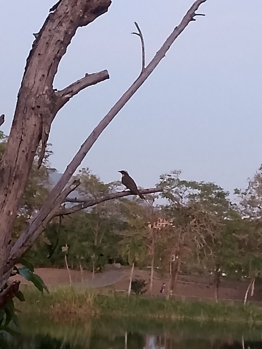 Social Flycatcher - ML642501807