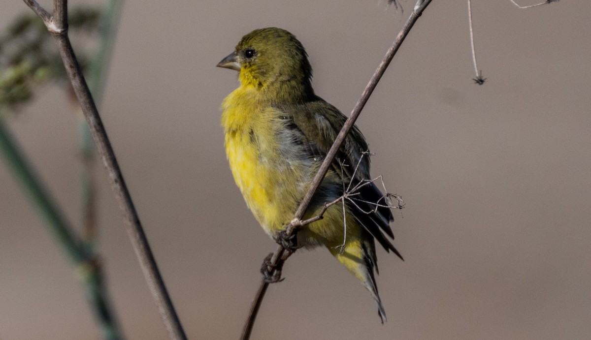 Lesser Goldfinch - ML642501817