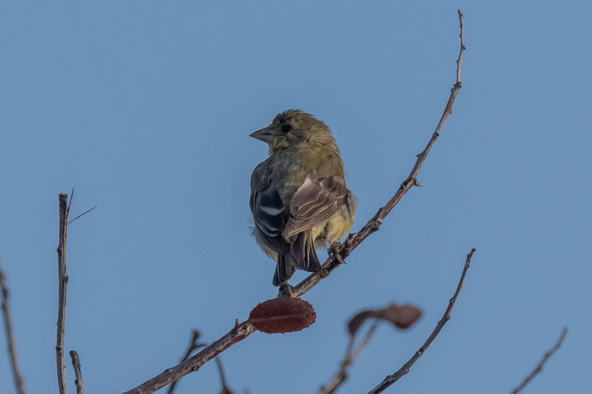 Lesser Goldfinch - ML642501818