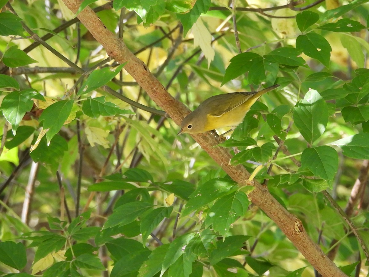 Nashville Warbler - ML642501820