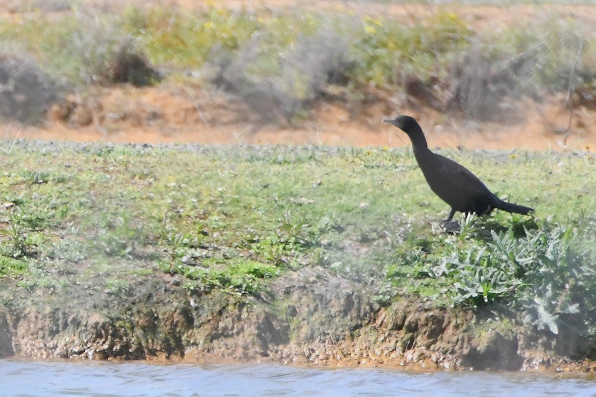 Little Black Cormorant - ML642501825