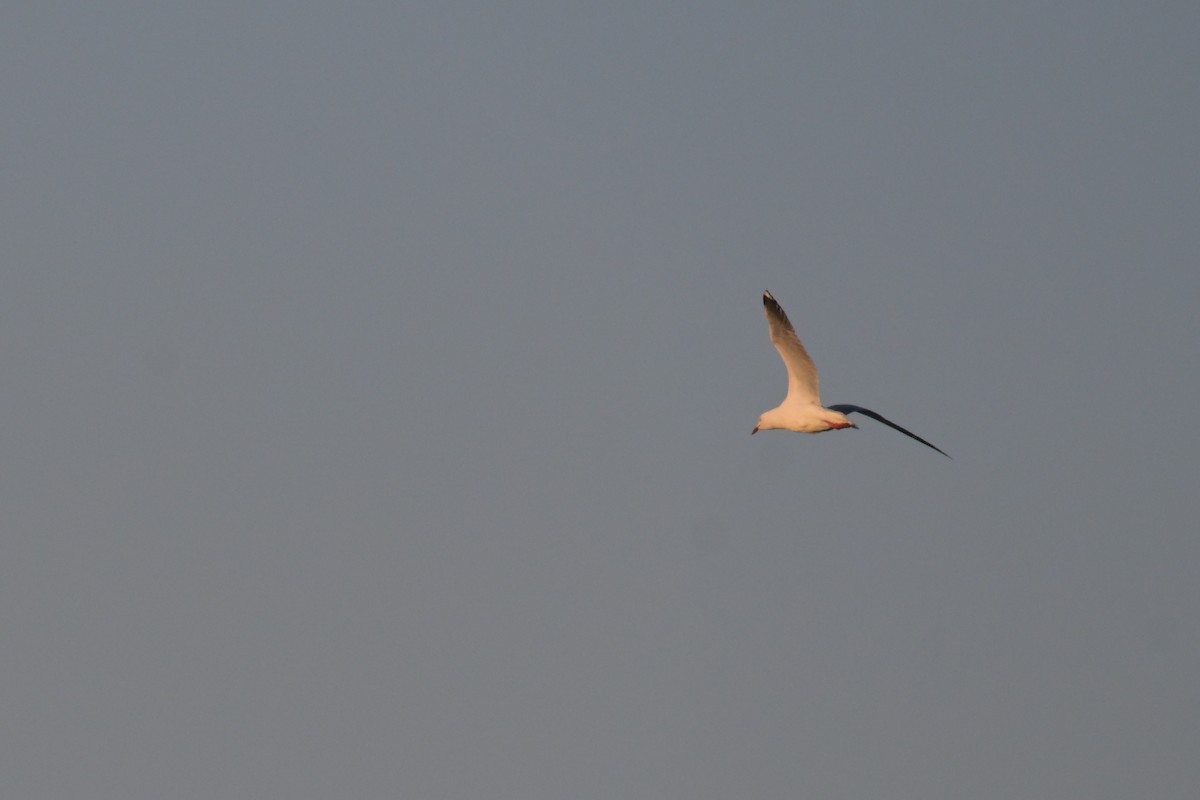 Silver Gull - ML642501826