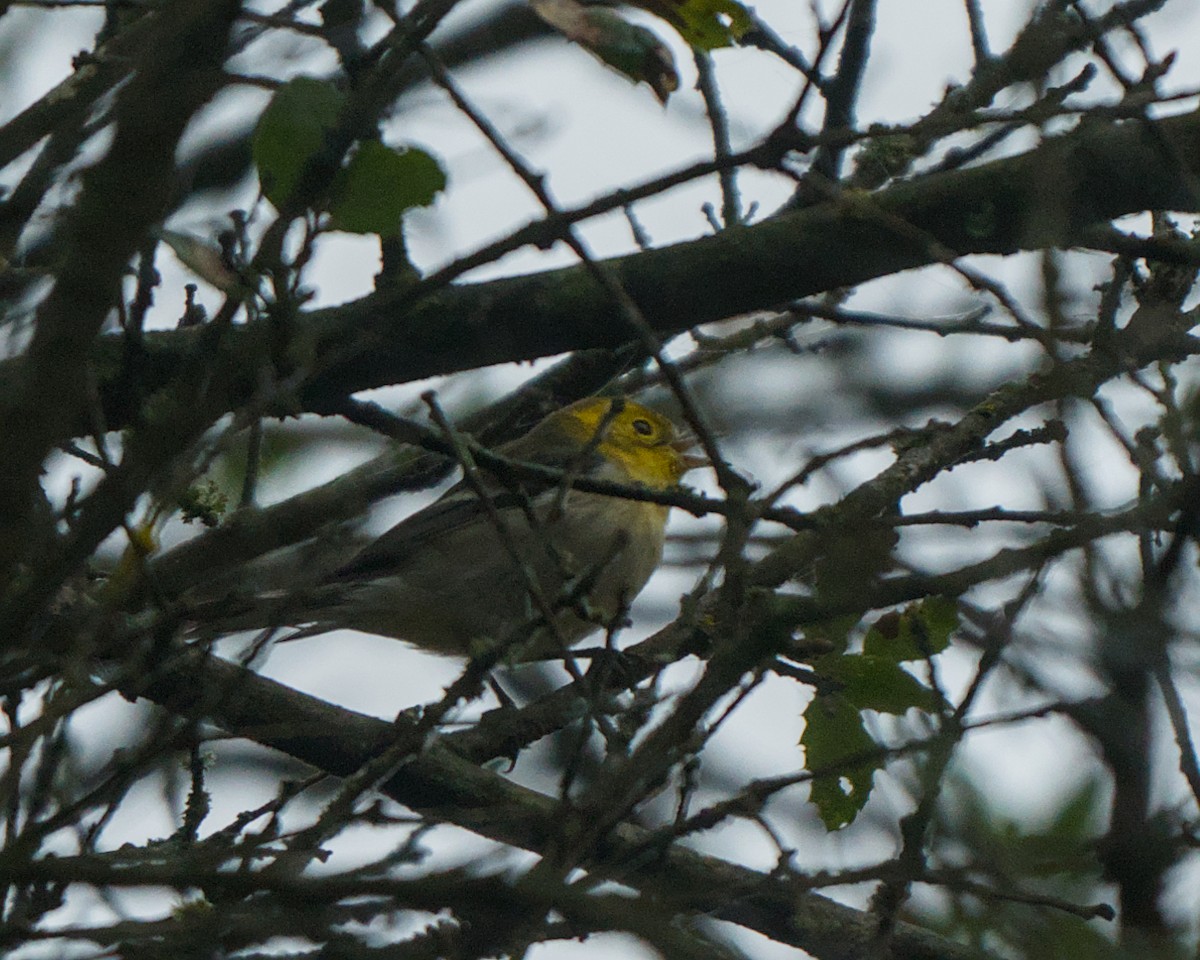 Hermit Warbler - ML642501828