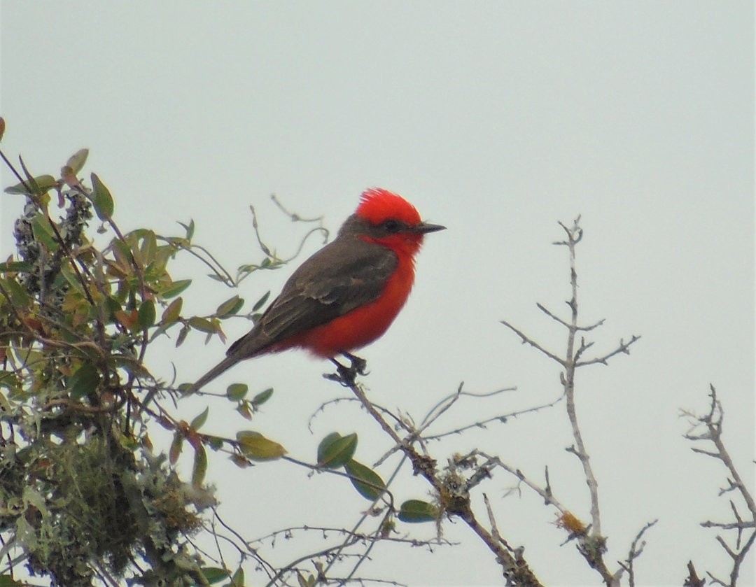 Vermilion Flycatcher - ML642501829
