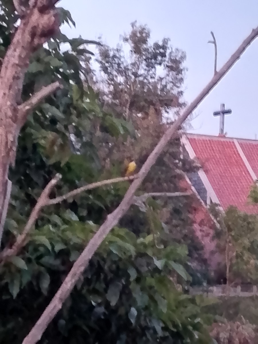 Social Flycatcher - ML642501833