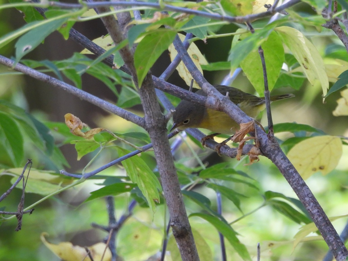 Nashville Warbler - ML642501835