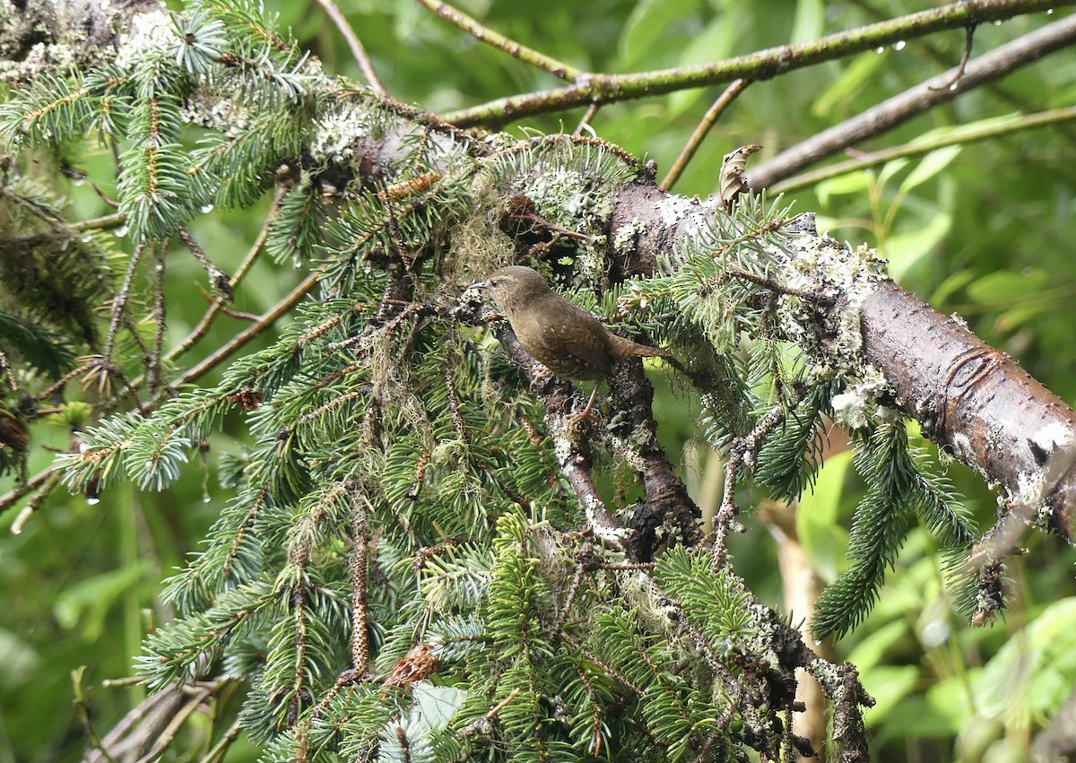 Pacific Wren - ML642501836