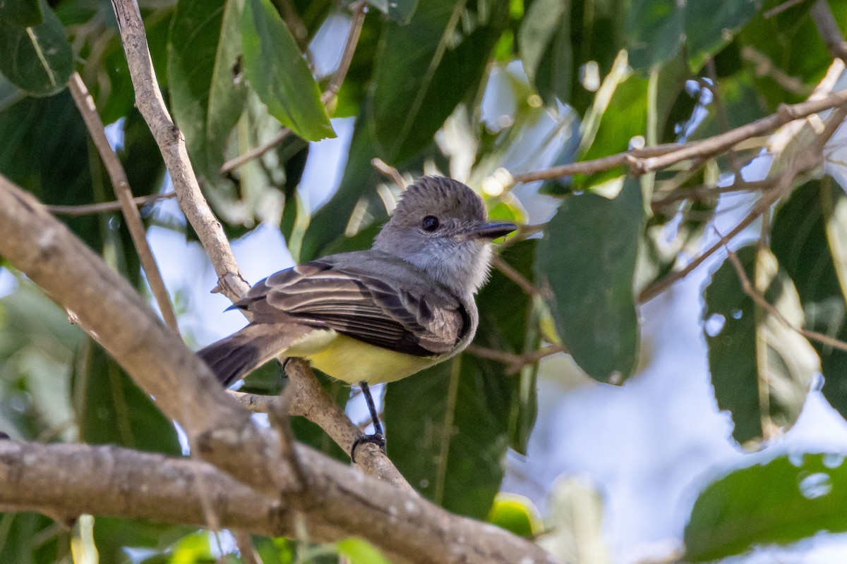 Short-crested Flycatcher - ML642501839