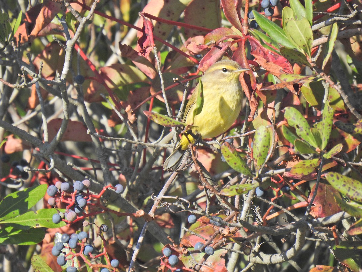 Palm Warbler (Yellow) - ML642501840