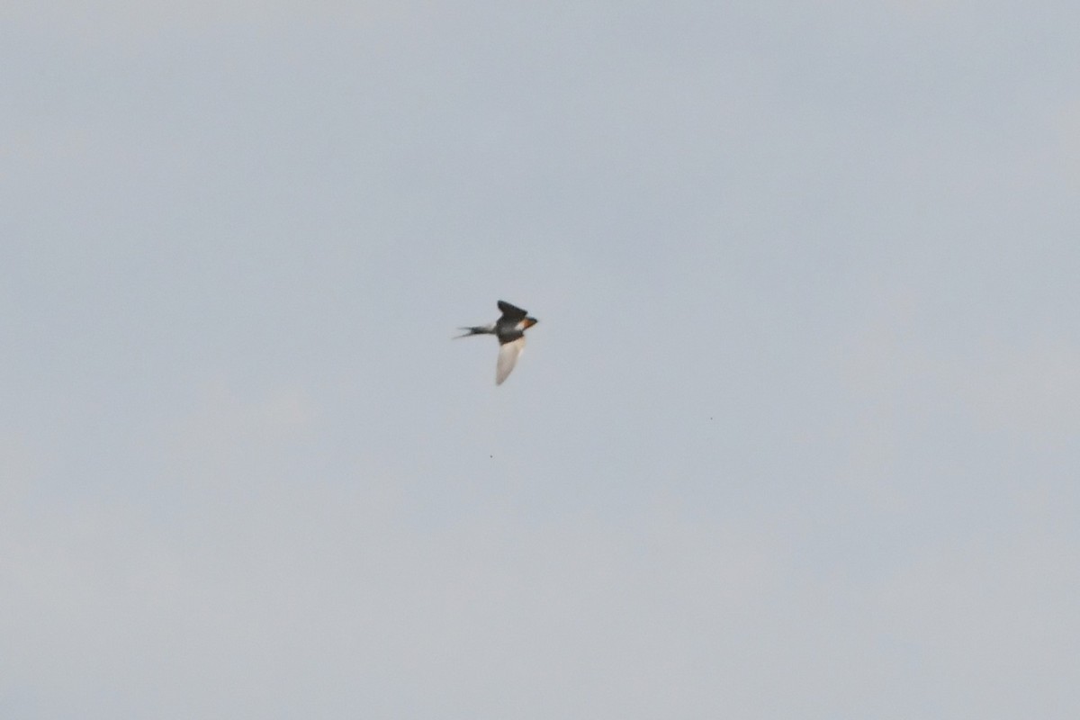 Welcome Swallow - ML642501856