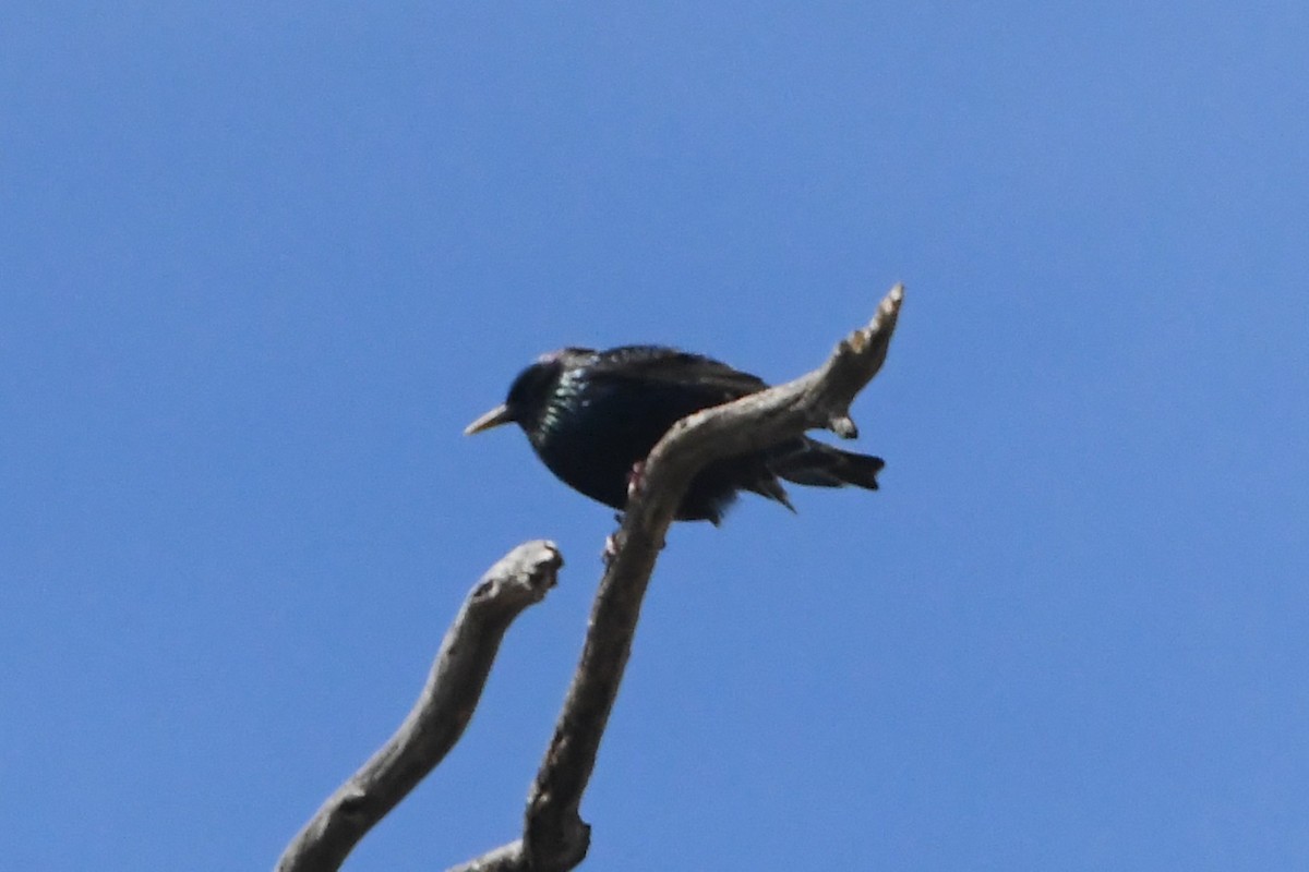 זרזיר מצוי - ML642501862