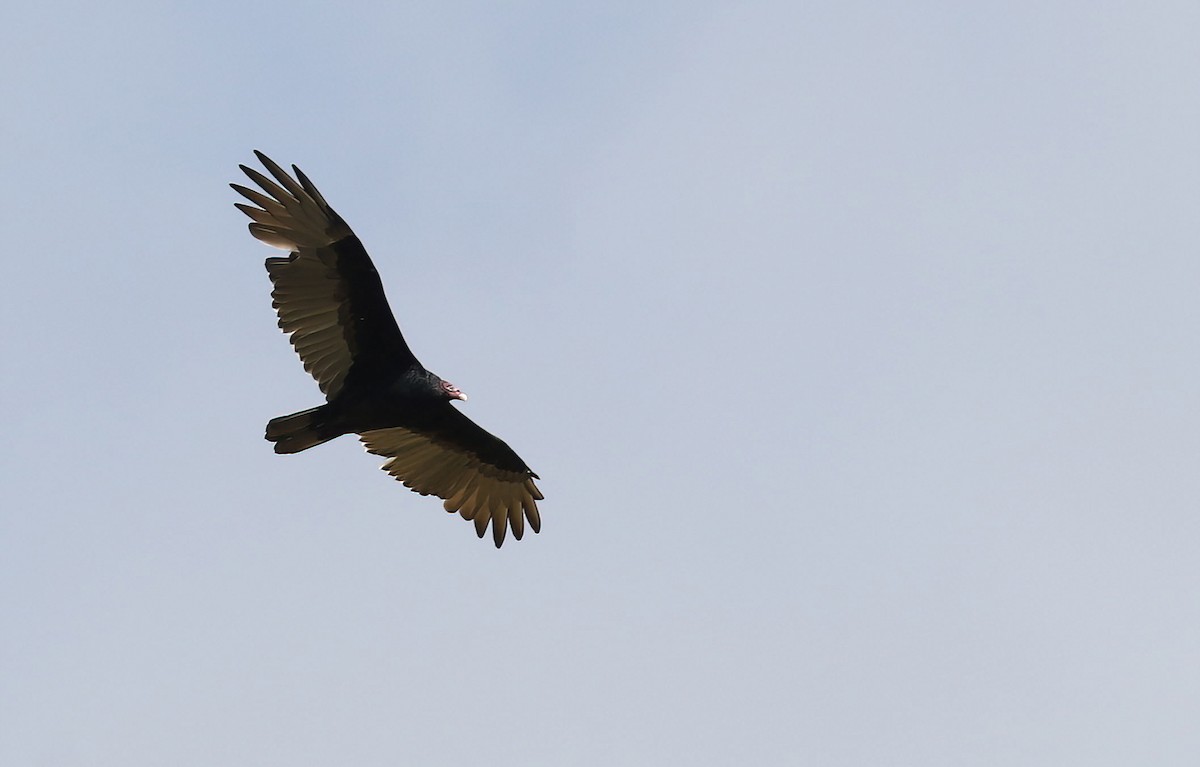 Turkey Vulture - ML642501877