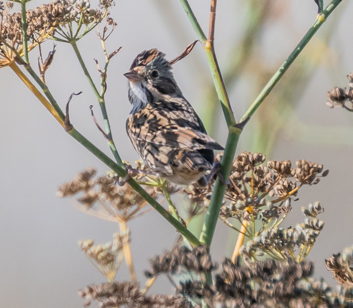 Lincoln's Sparrow - ML642501907
