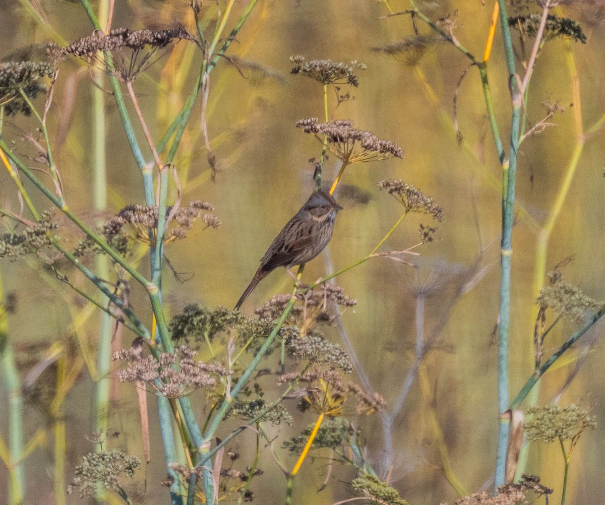 Lincoln's Sparrow - ML642501908