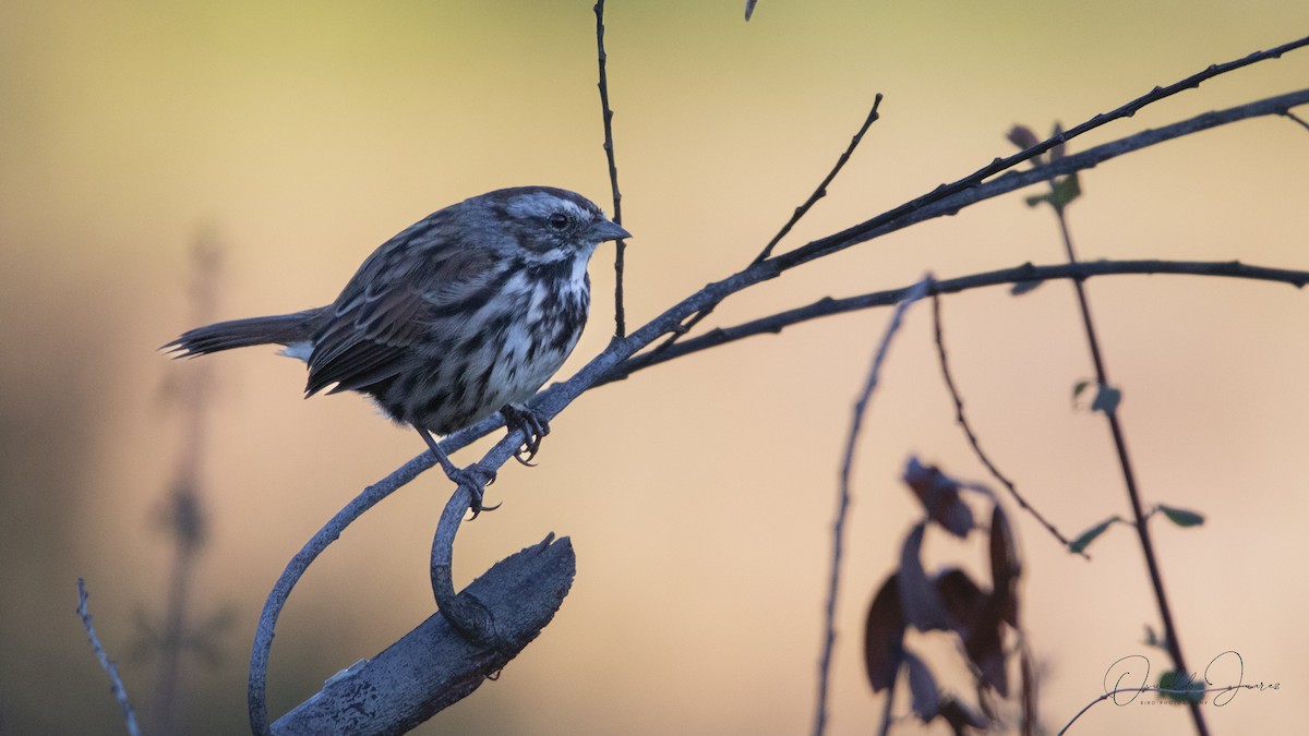 Song Sparrow - ML642501919