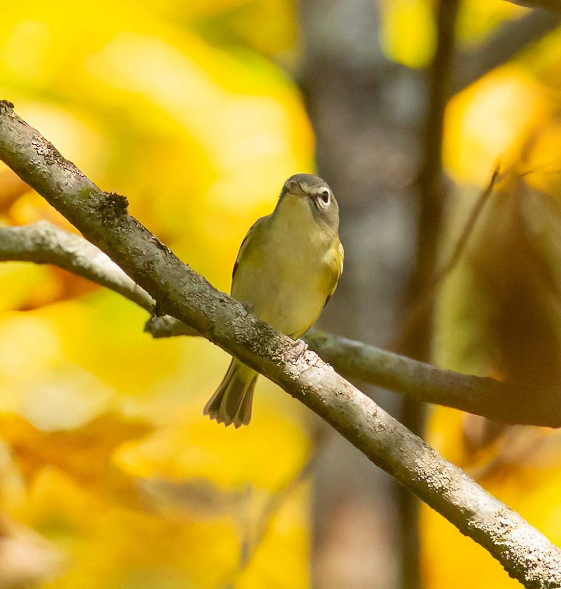 Blue-headed Vireo - ML642501922