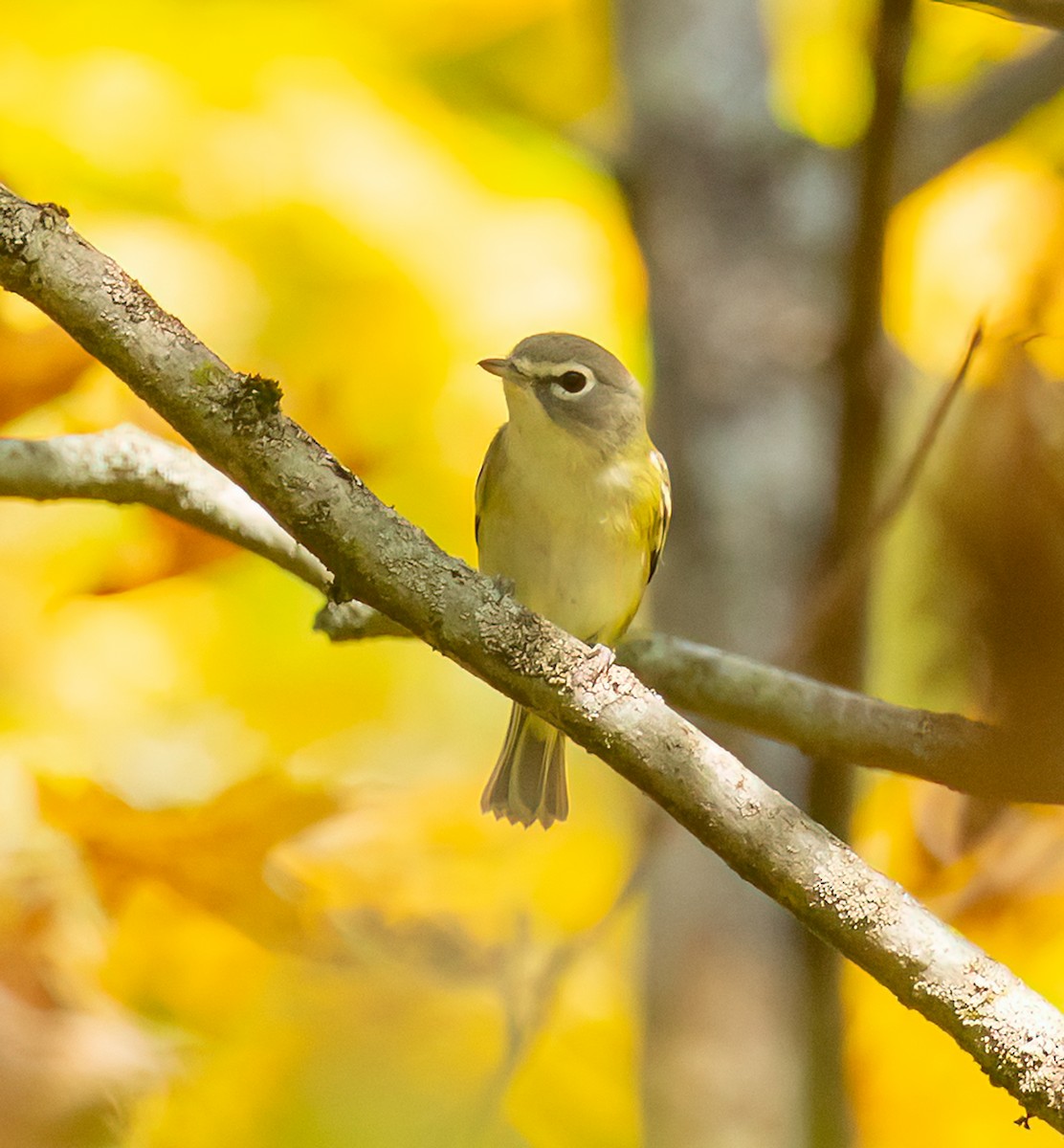 Blue-headed Vireo - ML642501923