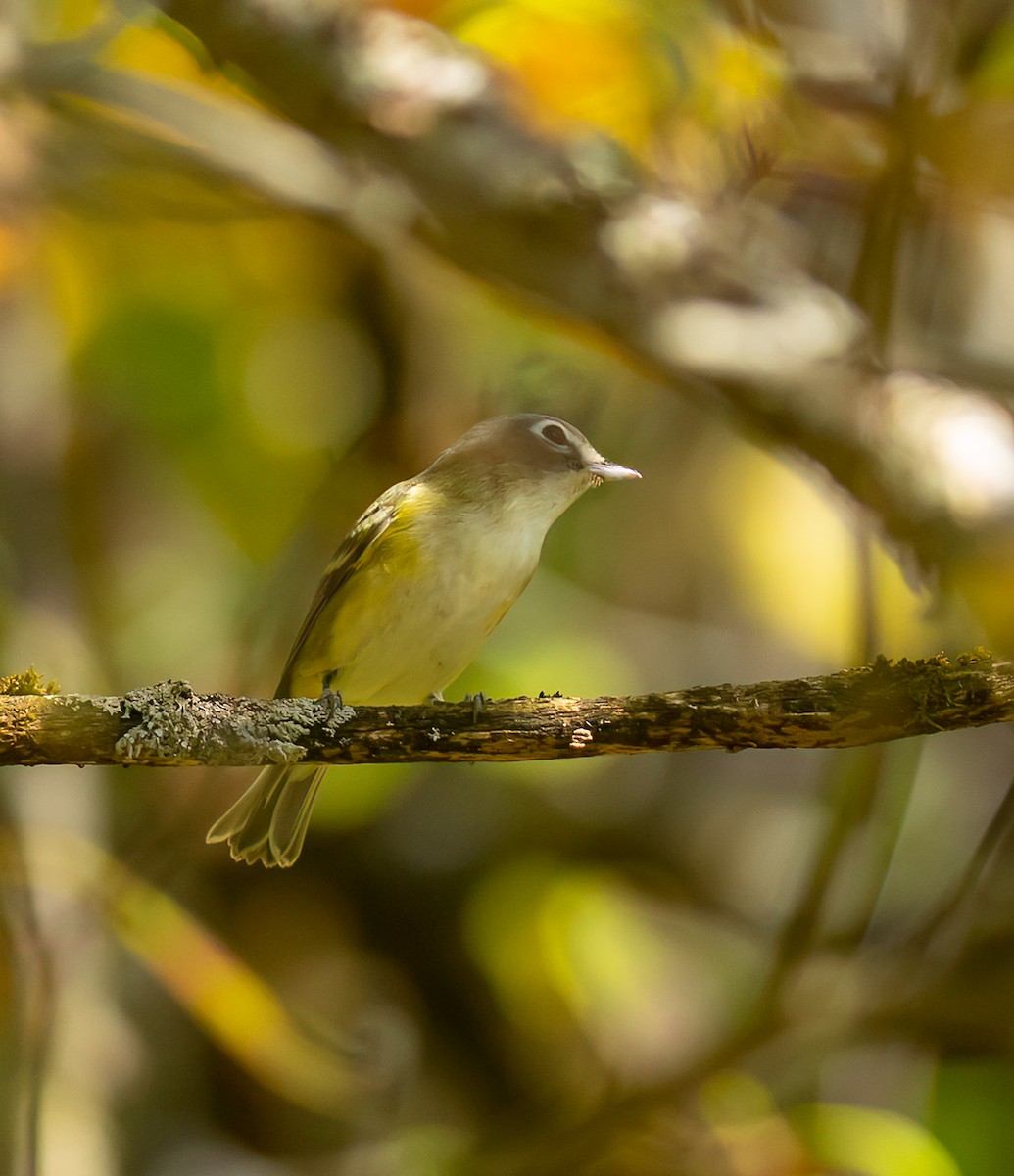 Blue-headed Vireo - ML642501924