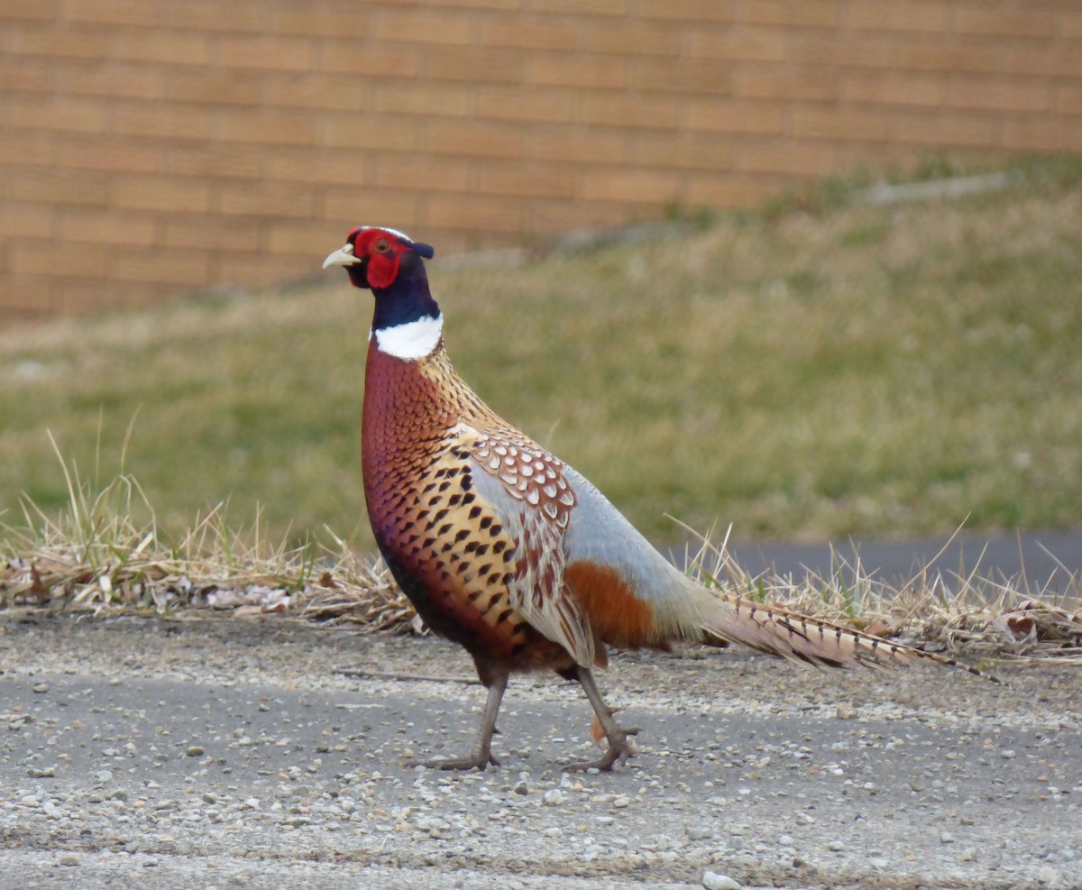 Ring-necked Pheasant - ML642501928