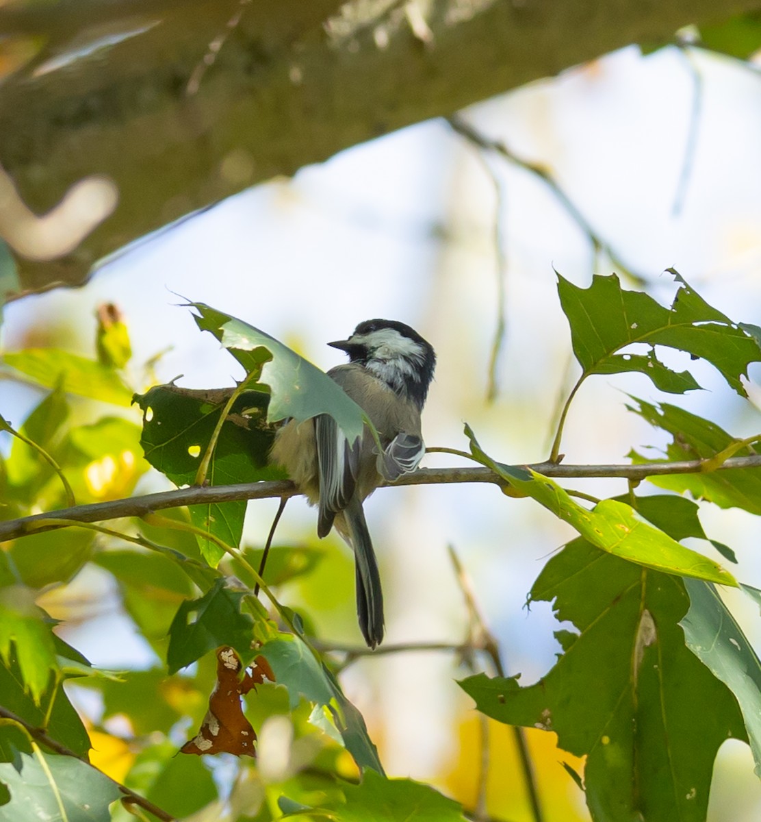 Black-capped Chickadee - ML642501937