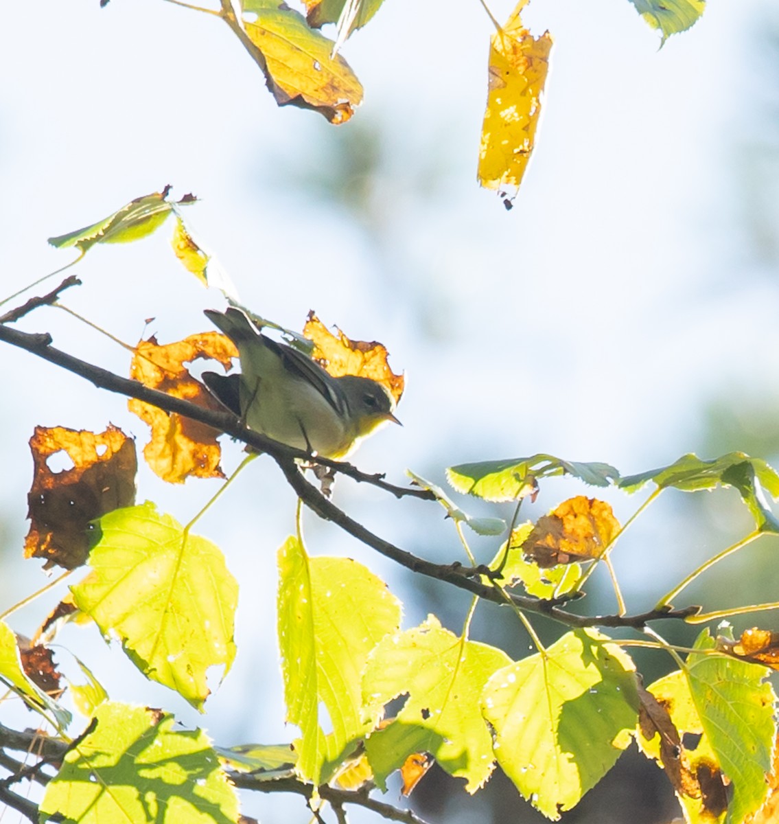 Northern Parula - ML642501949