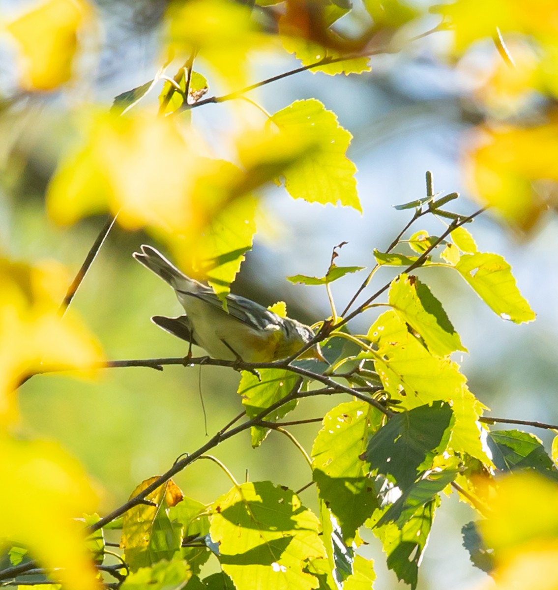 Northern Parula - ML642501950