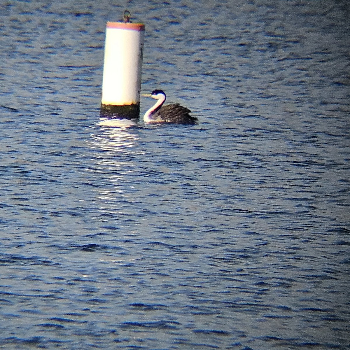 Western Grebe - ML642501954