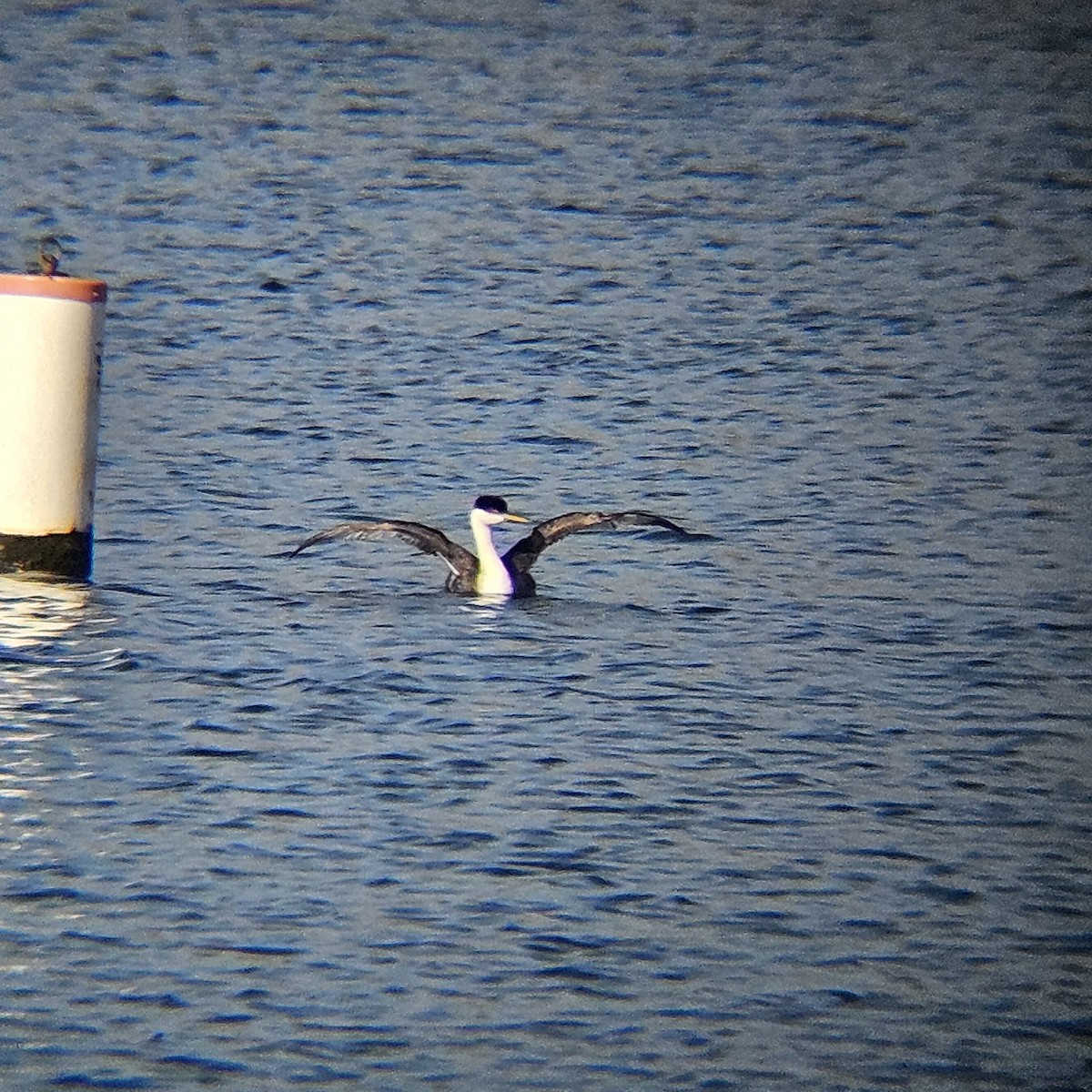Western Grebe - ML642501960