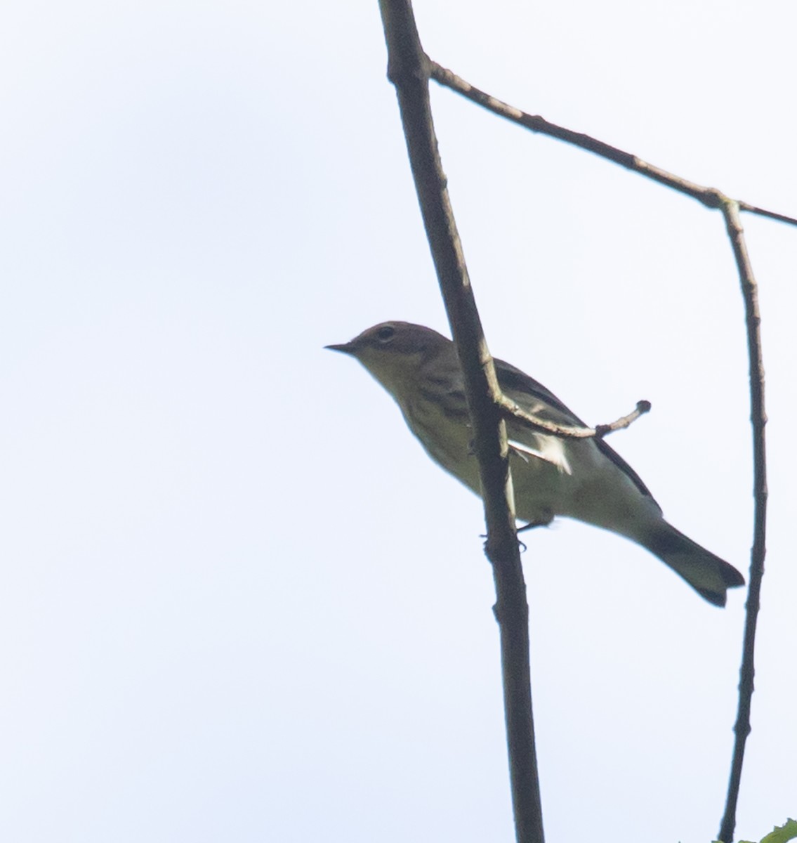 Yellow-rumped Warbler - ML642501965