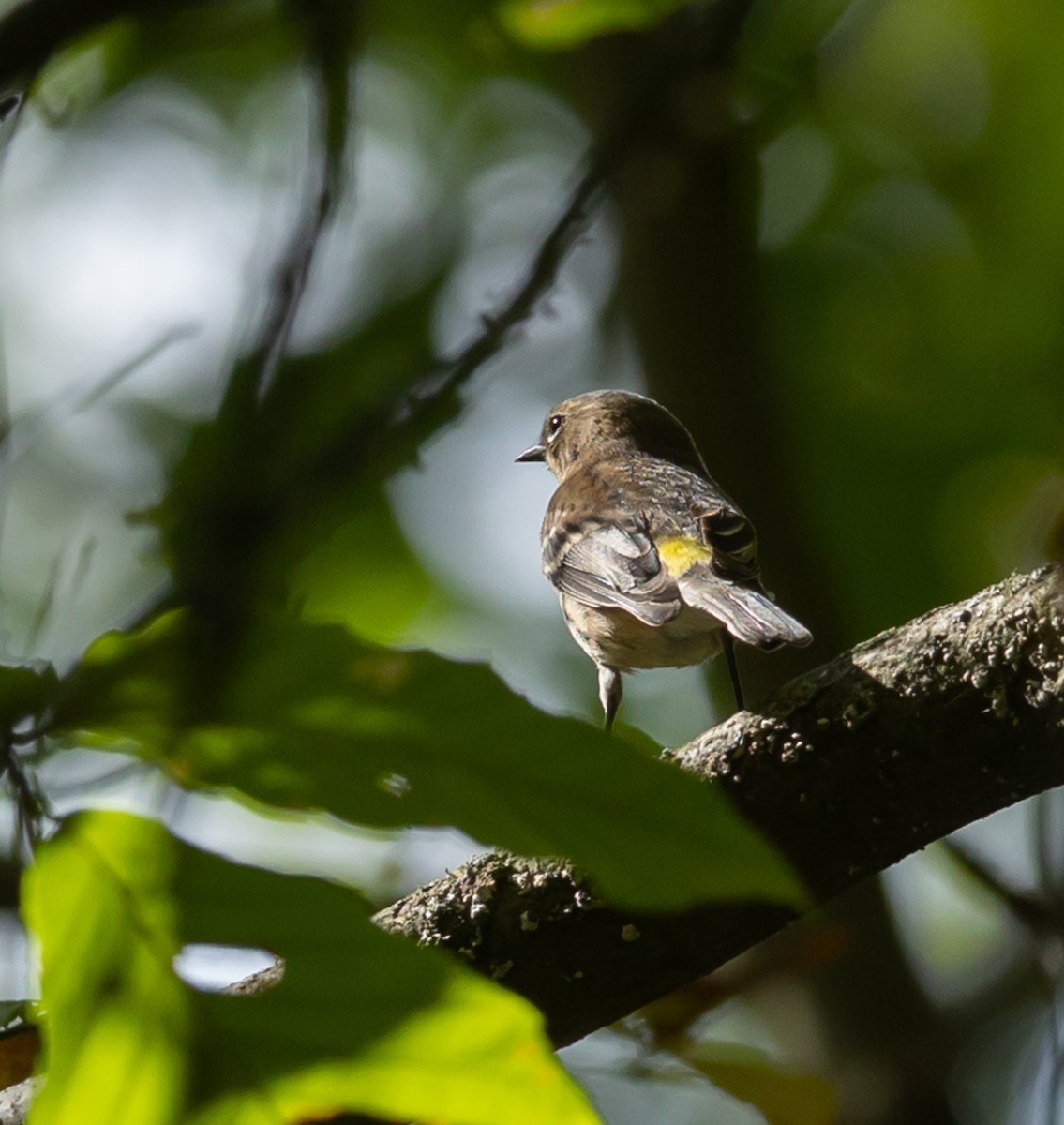Yellow-rumped Warbler - ML642501966