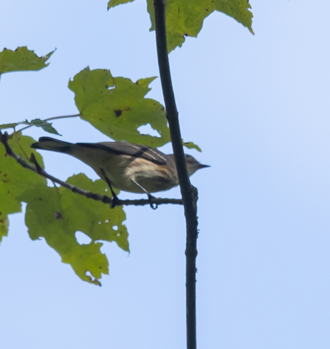 Yellow-rumped Warbler - ML642501968