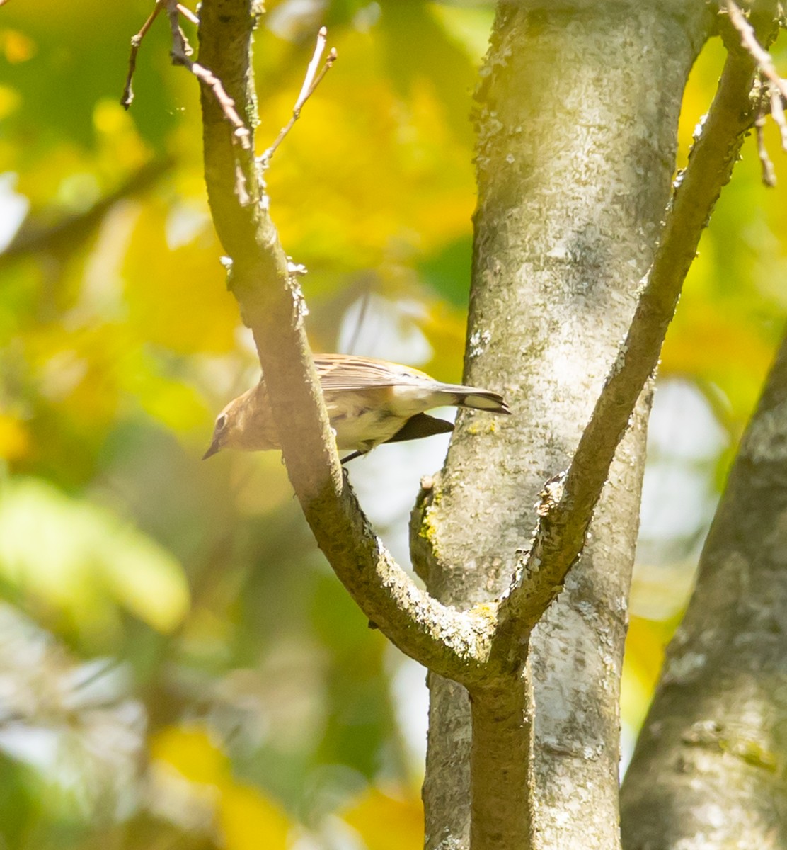 Yellow-rumped Warbler - ML642501969