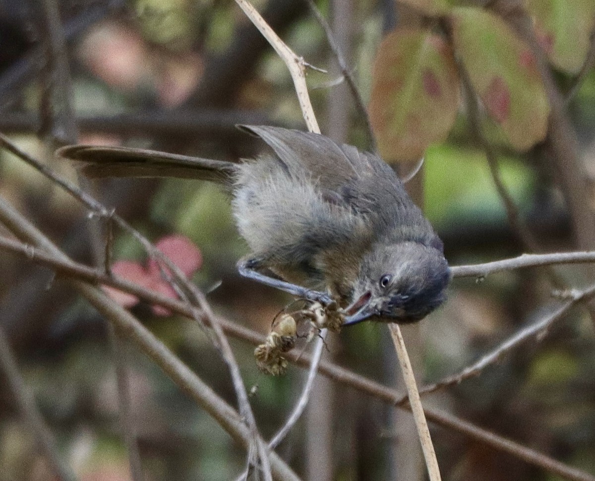 Wrentit - ML642501992