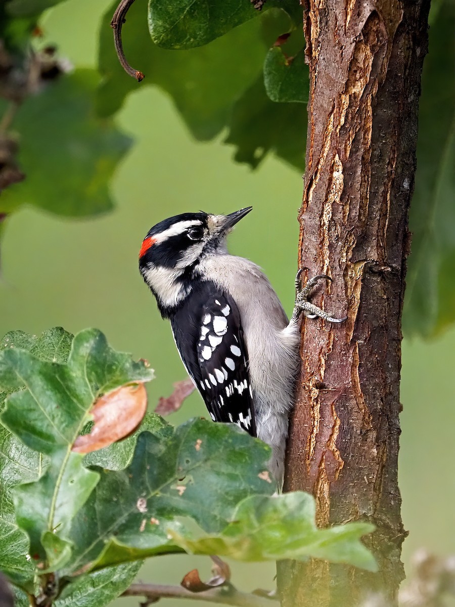 Downy Woodpecker - ML642502006