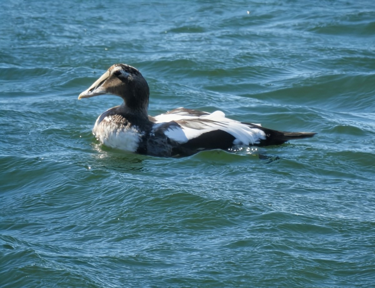 kajka mořská (ssp. dresseri) - ML642502012