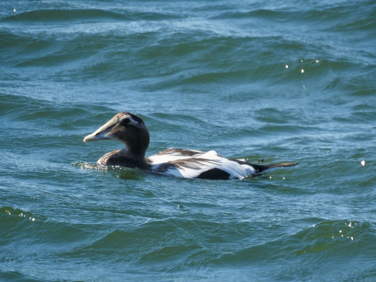 kajka mořská (ssp. dresseri) - ML642502013