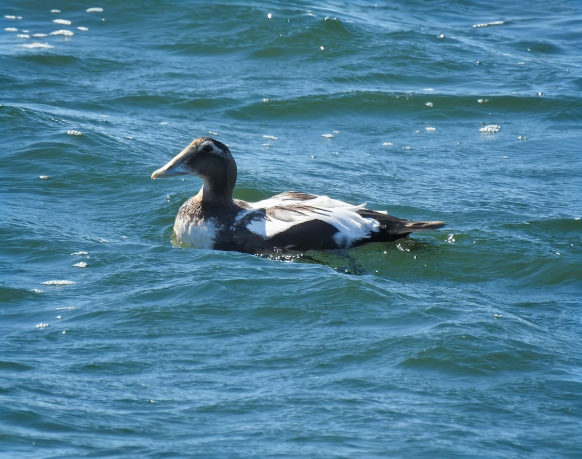 kajka mořská (ssp. dresseri) - ML642502014