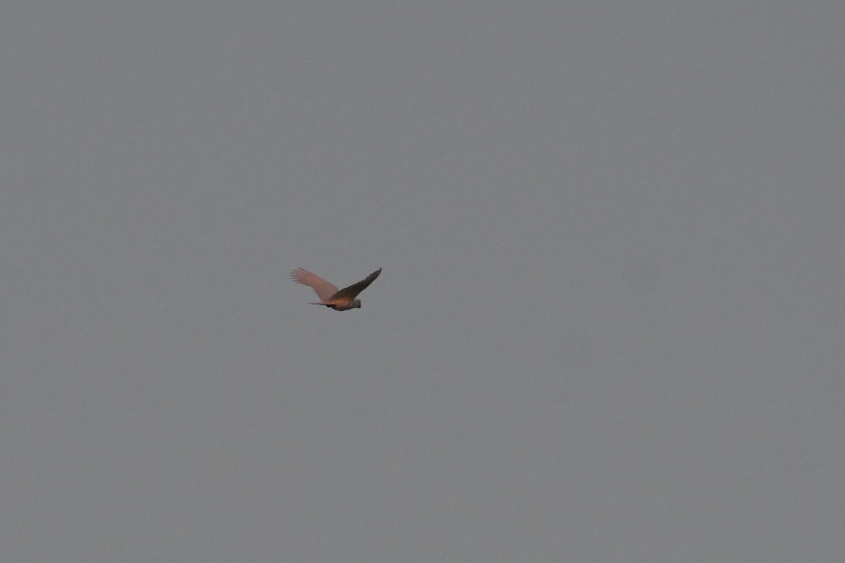 Sulphur-crested Cockatoo - ML642502015