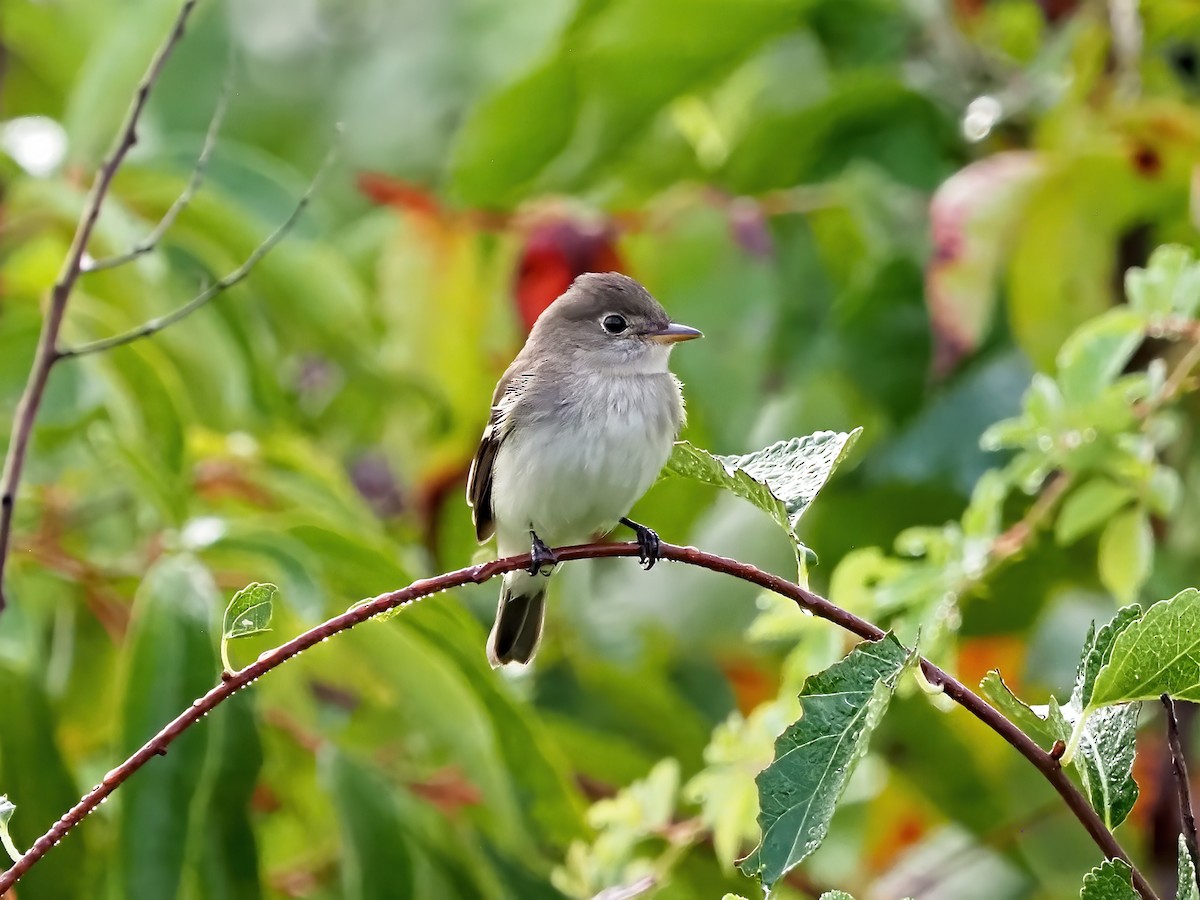 Alder/Willow Flycatcher (Traill's Flycatcher) - ML642502017